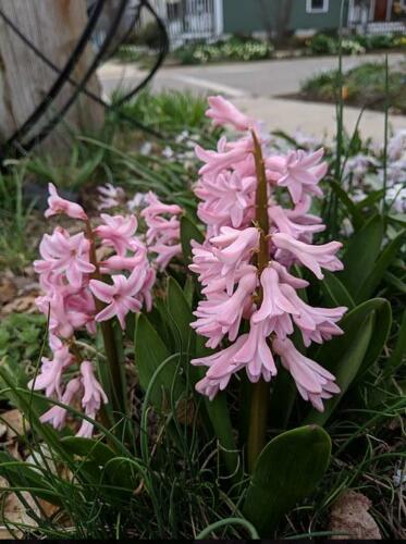 Light pink Hyacinth flowers in bloom at Sycamore, IL garden center