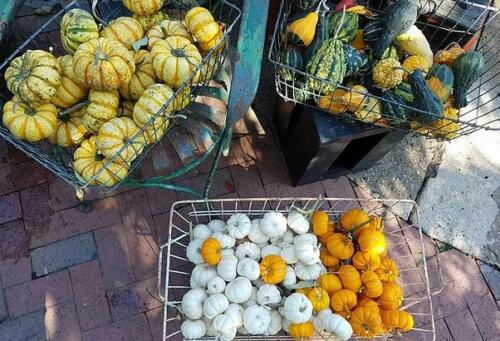 Pumpkins and gourds in wire baskets available for seasonal fall purchase at Blumen Gardens