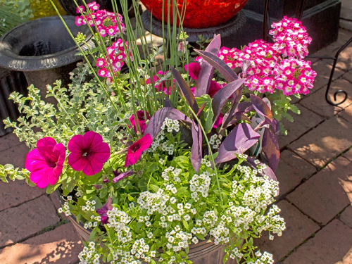 Floral arrangement for spring featuring bright pink petunias petunias and plants and flowers